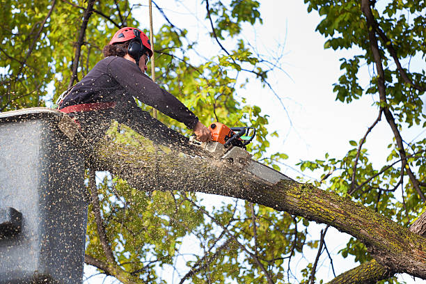 How Our Tree Care Process Works  in  Milan, MI